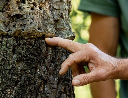 Sed diam nonummy nibh euismod tincidunt ut laoreet dolore magna