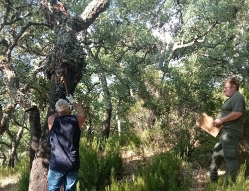 Sed diam nonummy nibh euismod tincidunt ut laoreet dolore magna