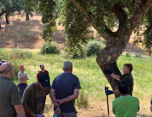 Taller de Caixes Niu amb Suro Natural de la Serra Espadà